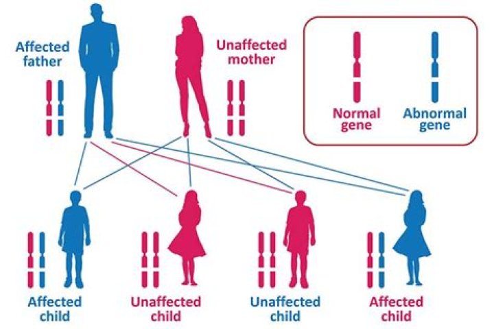 Which gene is dominant for dwarfism?