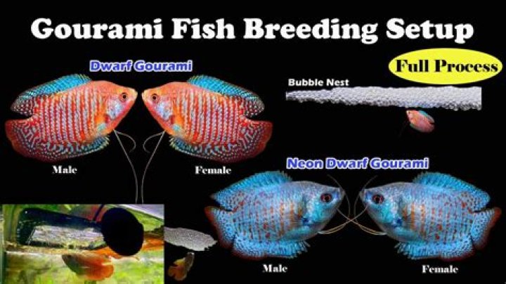 Which gouramis can i keep together?