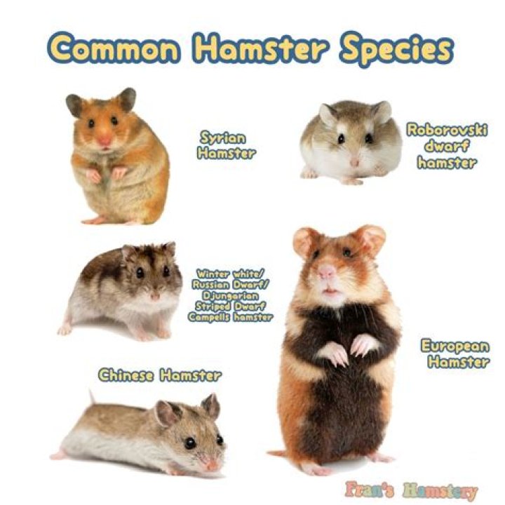 Which hamsters are diurnal?