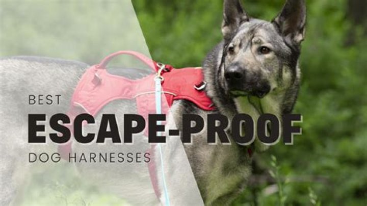 Which harnesses are best for dogs?
