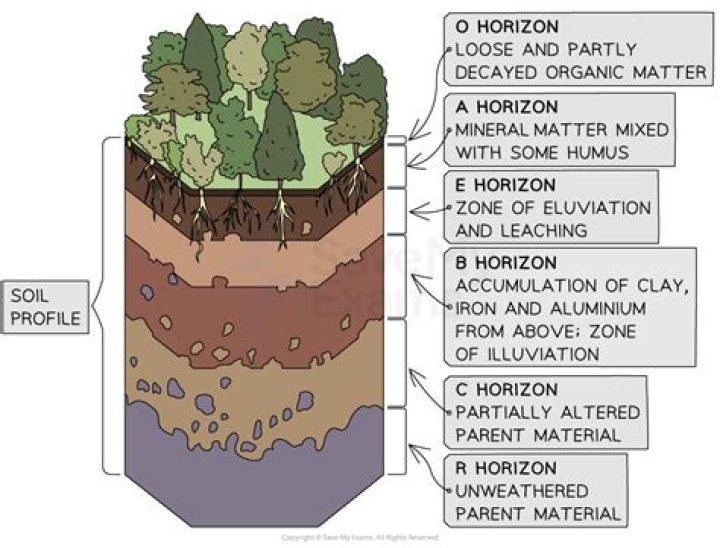Which horizons make up the zone of eluviation?