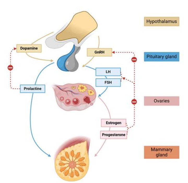 Which hypothalamic hormone causes release of lh?