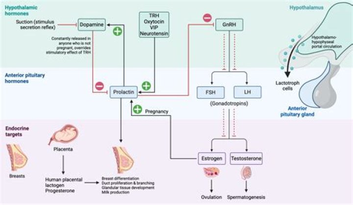 Which hypothalamic hormone triggers the secretion of fsh?