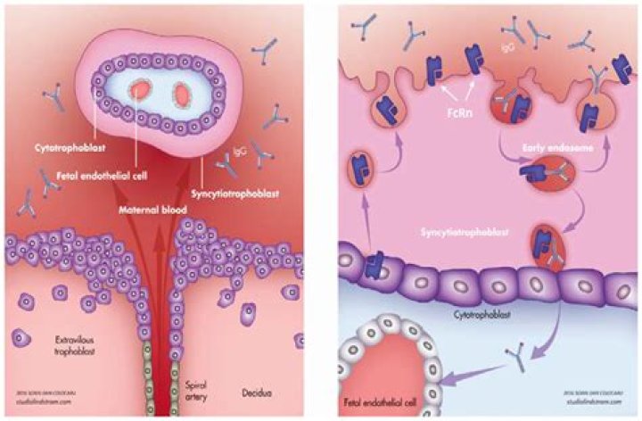 Which immunoglobulin crosses the placenta?