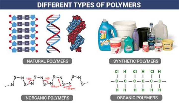 Which important polymer is located in the nucleus?