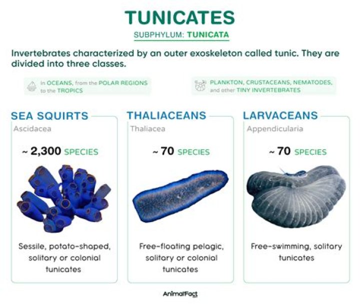 Which is a characteristic feature of the members of the group tunicata?