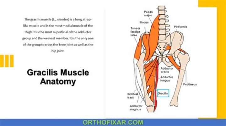 Which is an action of the gracilis?