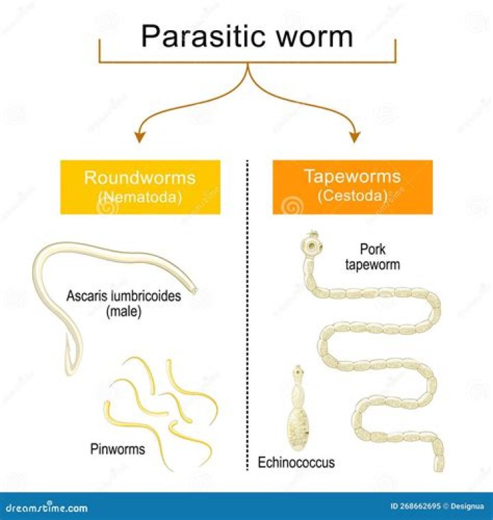 Which is an example of a roundworm that parasitizes humans?