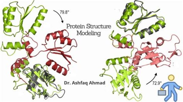 Which is an example of a structural homology?