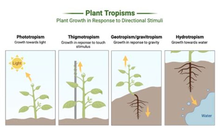 Which is an example of phototropism?
