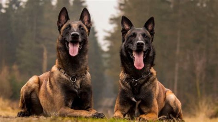 Which is better malinois or german shepherd?