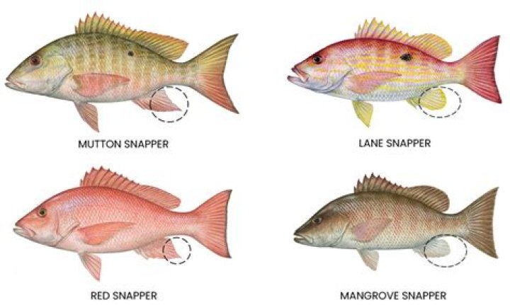 Which is better snapper or grouper?