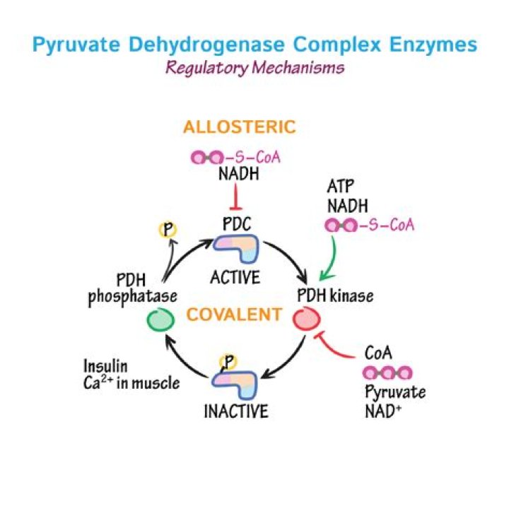 Which is converted to pyruvate?