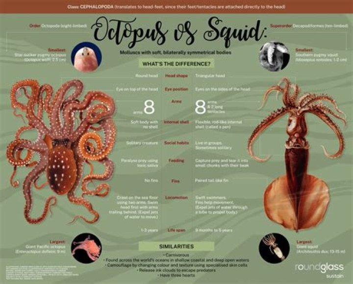 Which is correct octopuses or octopi?
