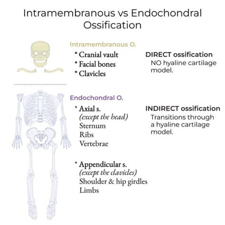 Which is endochondral ossification?