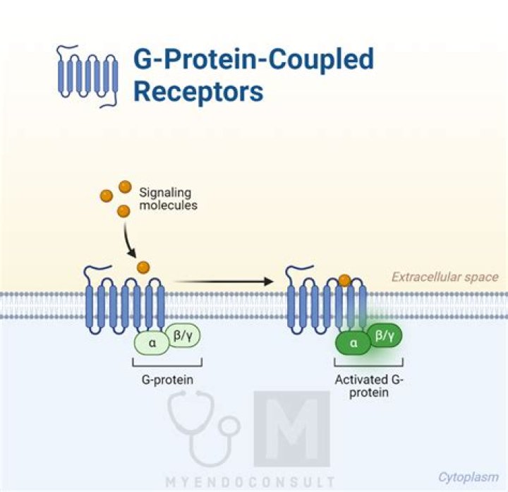 Which is g protein coupled receptor?