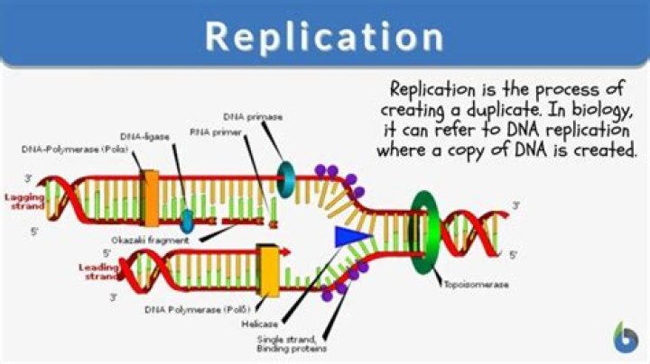 Which is main replicating enzyme in e coli?