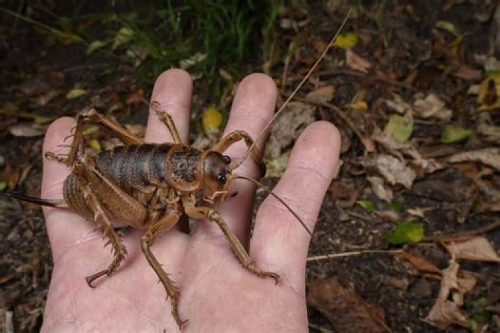 Which is the biggest weta?