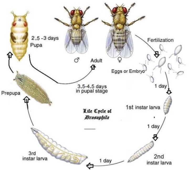 Which is the correct sequence of developmental stages for blowflies?
