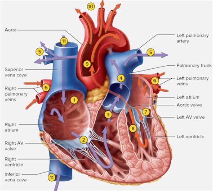 Which is the function of the left ventricle?