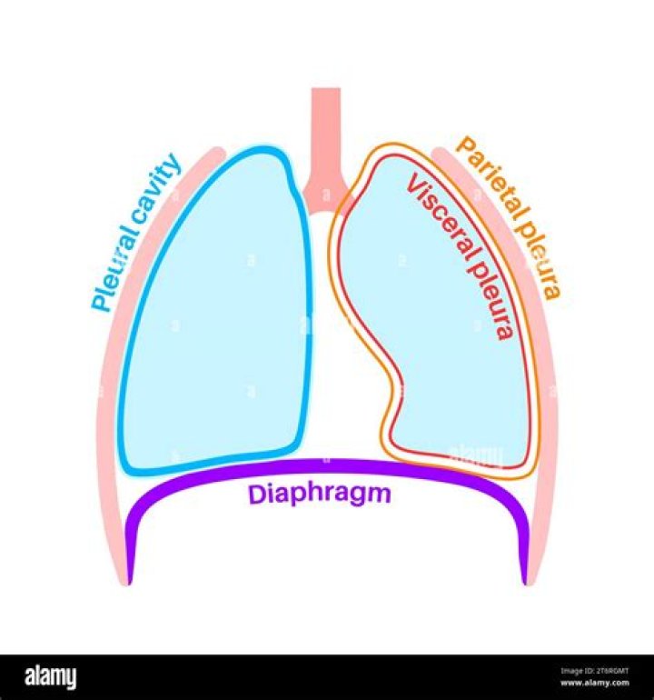 Which is the function of the pleura?