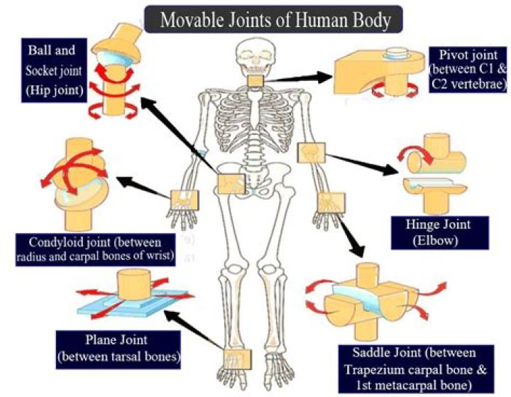 Which is the immovable joint in our body?