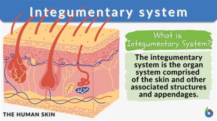 Which is the integumentary system?