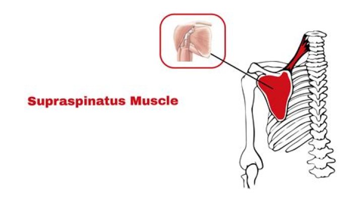 Which is the origin of the supraspinatus?