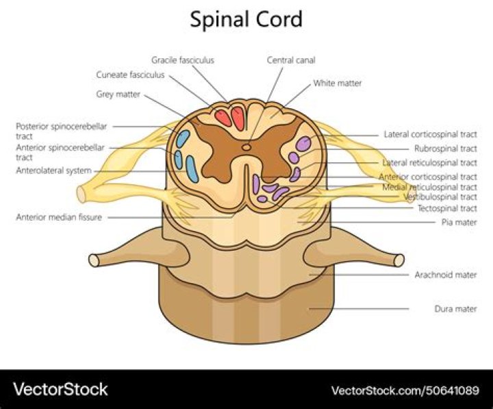 Which is the spinal column?