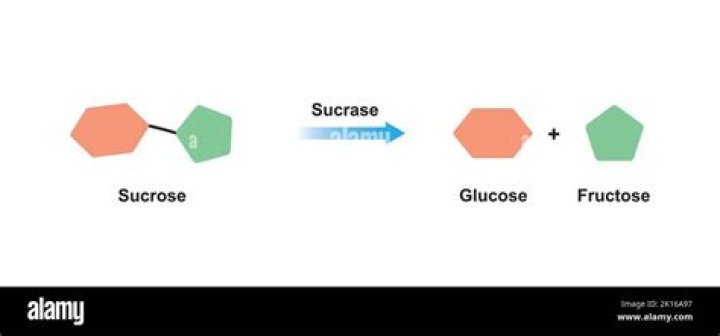 Which is the substrate for sucrase?
