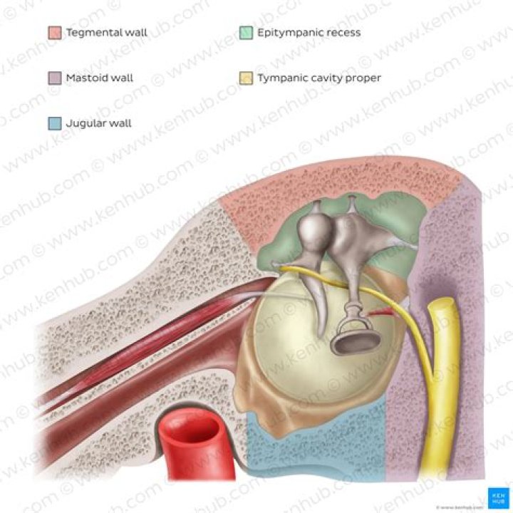 Which is the tympanic cavity?