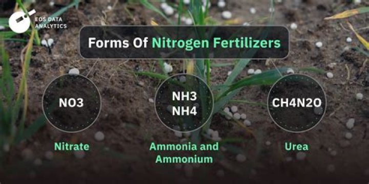 Which is used by plants as nitrates?