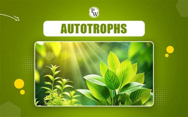 Which kingdom incorporates photoautotrophs chemoautotrophs and heterotrophs?