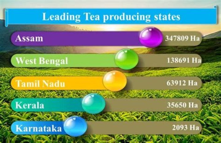 Which leading producer of tea?