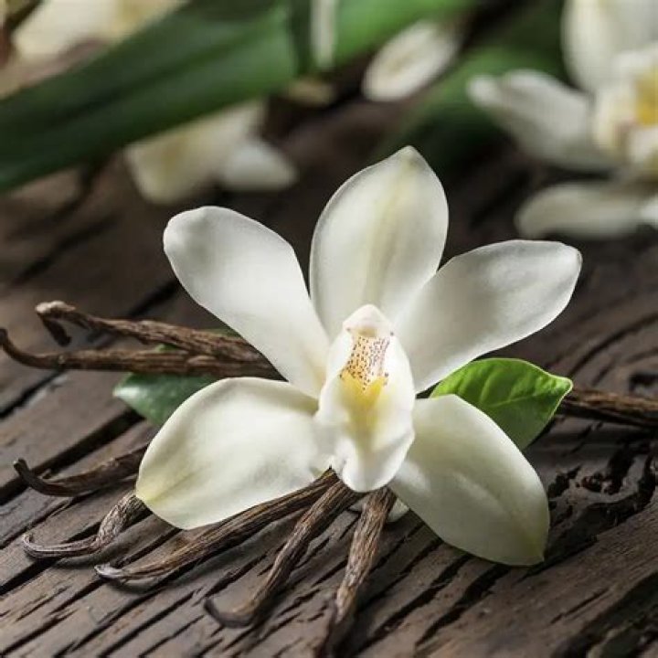 Which lilies have a scent?