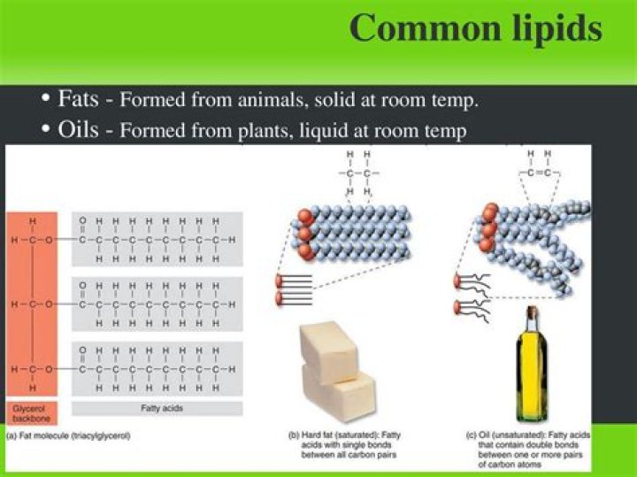 Which lipids are liquid at room temperature?