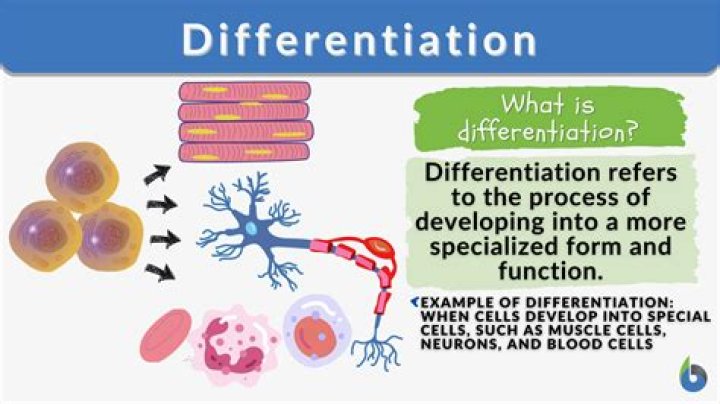 Which lists the steps of differentiation of neuron development?