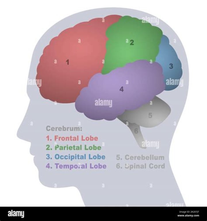 Which lobes of the brain receive the input?