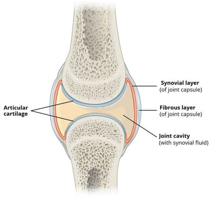 Which lubricates the joints?