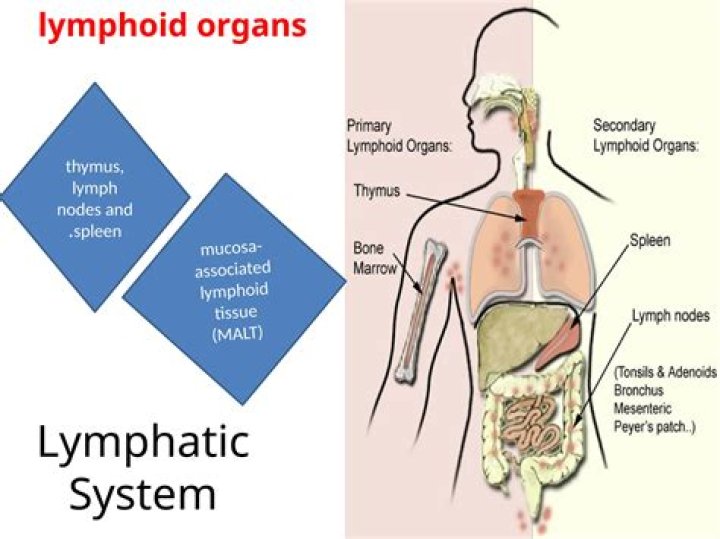 Which lymphoid organ atrophies with age?