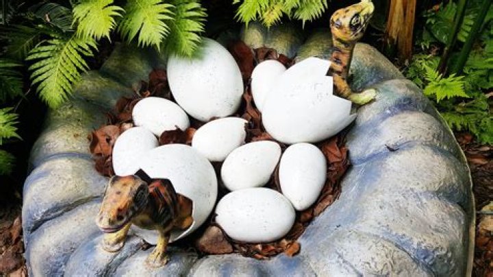Which mammals lay eggs with leathery shells?