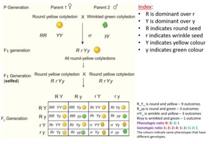 Which mendelian principle will not operate?