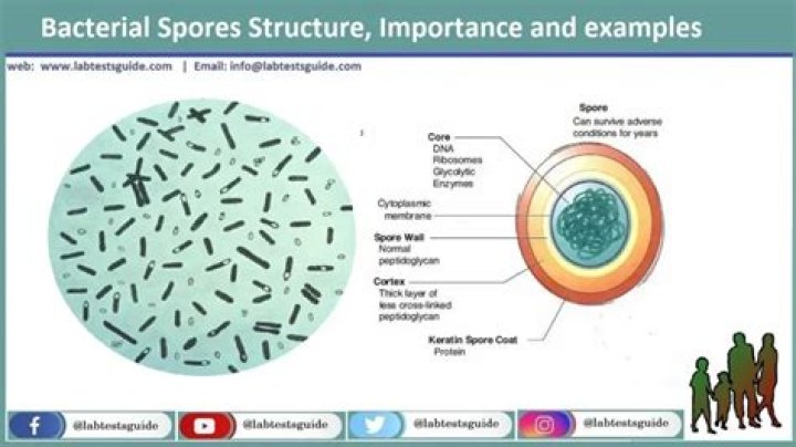 Which microorganisms can form spores?