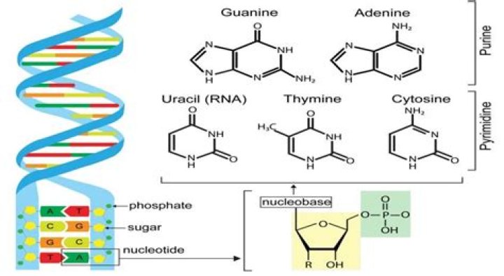 Which molecules contain cytosine?