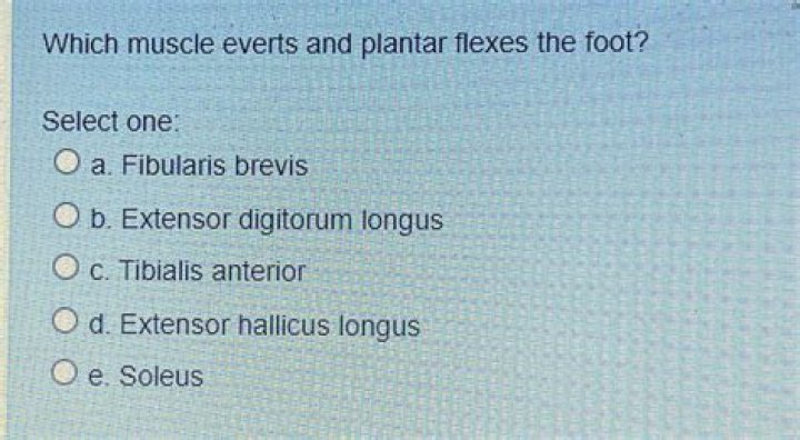 Which muscle everts and plantar flexes the foot?