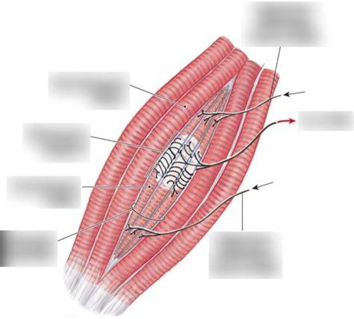 Which muscle has spindle shaped cell?