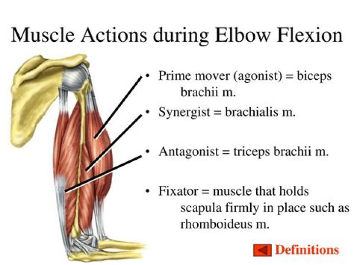 Which muscle is an elbow fixator muscle?