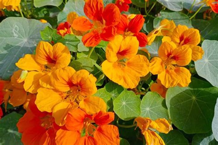 Which nasturtiums are perennial?
