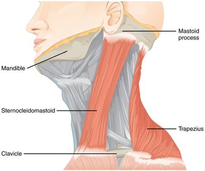 Which nerve extends to the muscles on the side of the neck?