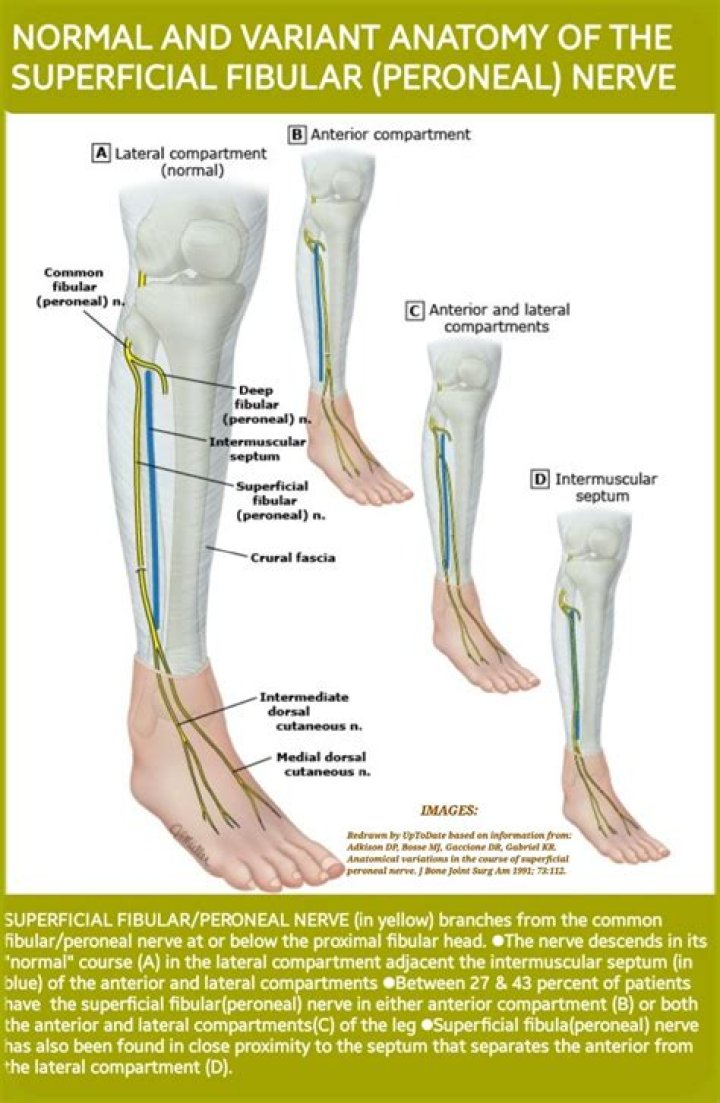 Which nerves innervate peroneus brevis?